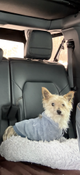 Lost Male Dog last seen Northwood rd, Northport, NY 11768