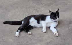 Reunited Male Cat last seen Oxford Road, Rutland Road, Bedford Road, Devonshire Road, Pinner Road, Pinner View, Greater London, England HA1 4LT