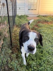 Found/Stray Male Dog last seen Power Drive, Lowell, NC 28098
