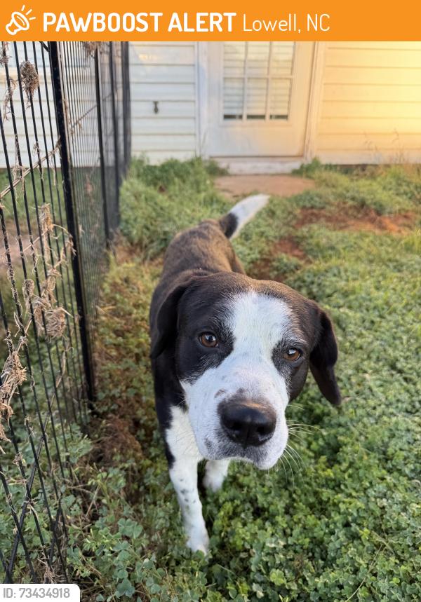 Found/Stray Male Dog last seen Power Drive, Lowell, NC 28098