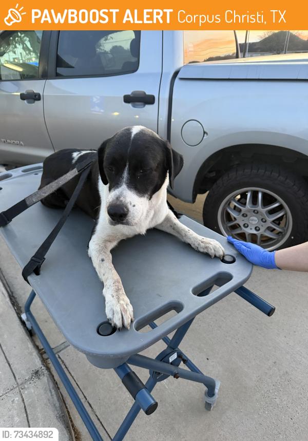 Found/Stray Male Dog last seen Staples and Lansdow, Corpus Christi, TX 78411