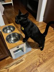 Lost Male Cat last seen Bellmore ave, Bellmore, NY 11710