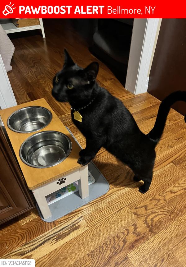 Lost Male Cat last seen Bellmore ave, Bellmore, NY 11710