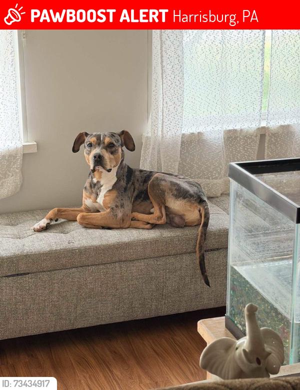 Lost Male Dog last seen Briarsdale Road, Harrisburg, PA 17109