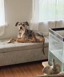 Lost Male Dog last seen Briarsdale Road, Harrisburg, PA 17109