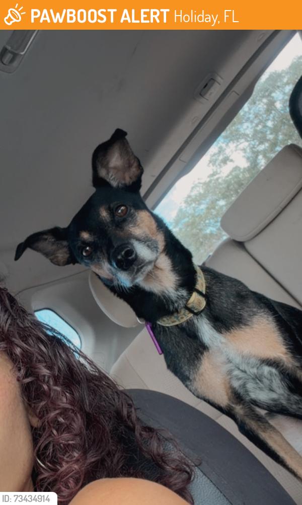 Found/Stray Female Dog last seen Indiana Key Drive, Holiday, FL 34691