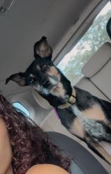 Found/Stray Female Dog last seen Indiana Key Drive, Holiday, FL 34691