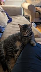 Lost Female Cat last seen Tatnall and 40th, Wilmington, DE 19802