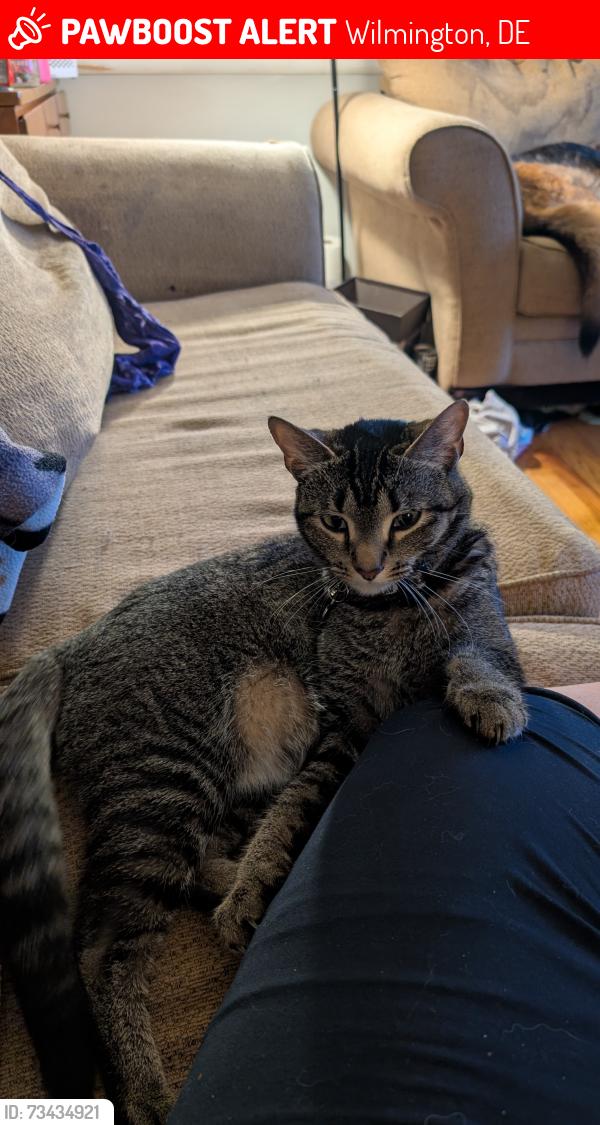 Lost Female Cat last seen Tatnall and 40th, Wilmington, DE 19802