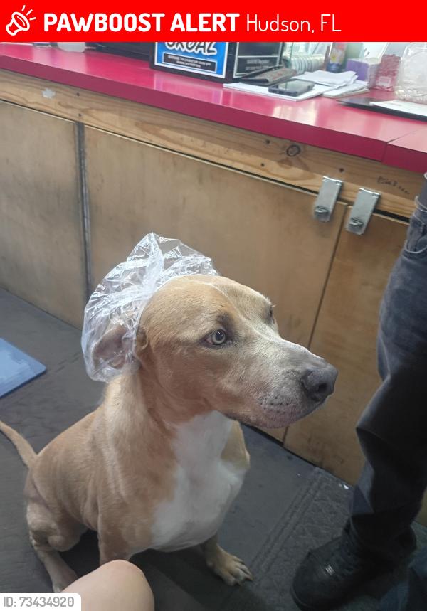 Lost Male Dog last seen Us 19 and ny ave, Hudson, FL 34667