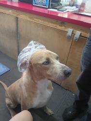 Lost Male Dog last seen Us 19 and ny ave, Hudson, FL 34667