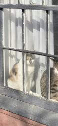 Lost Female Cat last seen Main Street, Mount Jackson, VA 22842