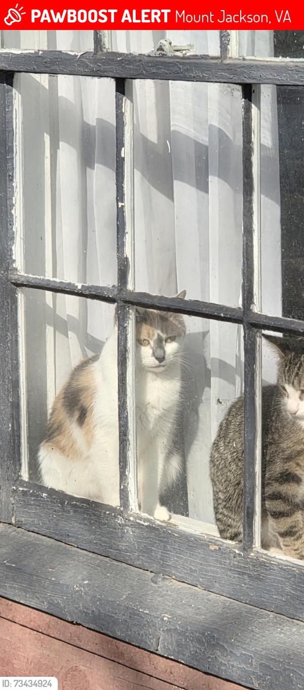 Lost Female Cat last seen Main Street, Mount Jackson, VA 22842