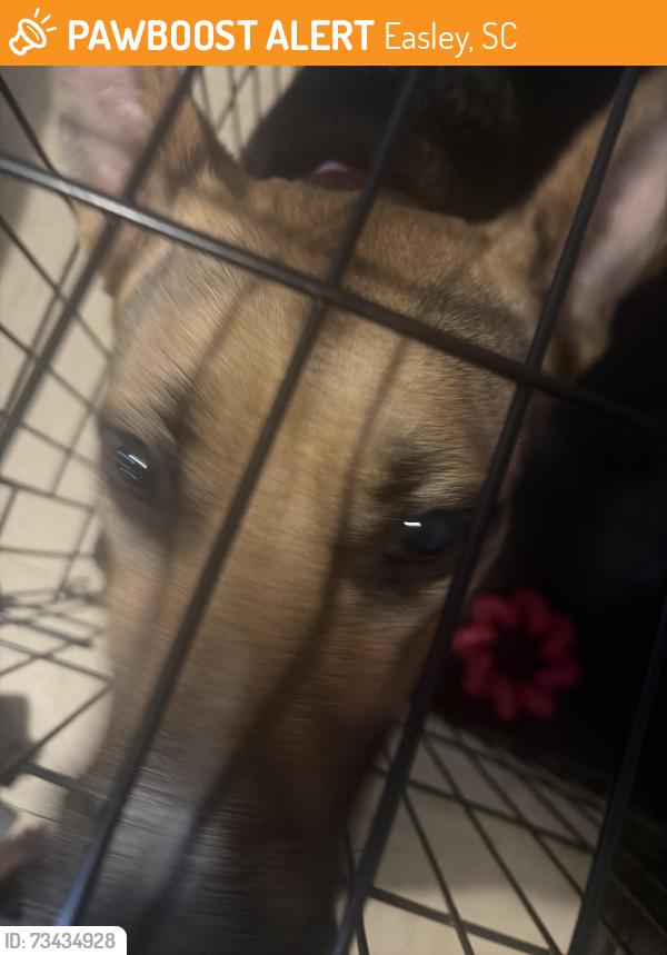 Found/Stray Female Dog last seen apmt h109, Easley, SC 29640