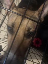 Found/Stray Female Dog last seen apmt h109, Easley, SC 29640