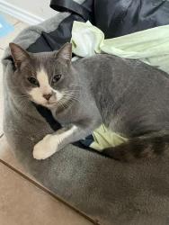 Lost Male Cat last seen Near brook ridge avenue,Allen,TX, Allen, TX 75002