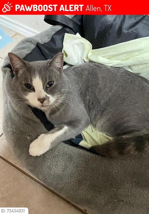 Lost Male Cat last seen Near brook ridge avenue,Allen,TX, Allen, TX 75002