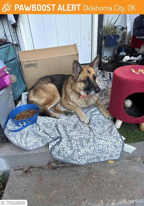 Found/Stray Male Dog last seen 4: rd and Youngs Blvd., Oklahoma City, OK 73119