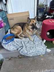 Found/Stray Male Dog last seen 4: rd and Youngs Blvd., Oklahoma City, OK 73119