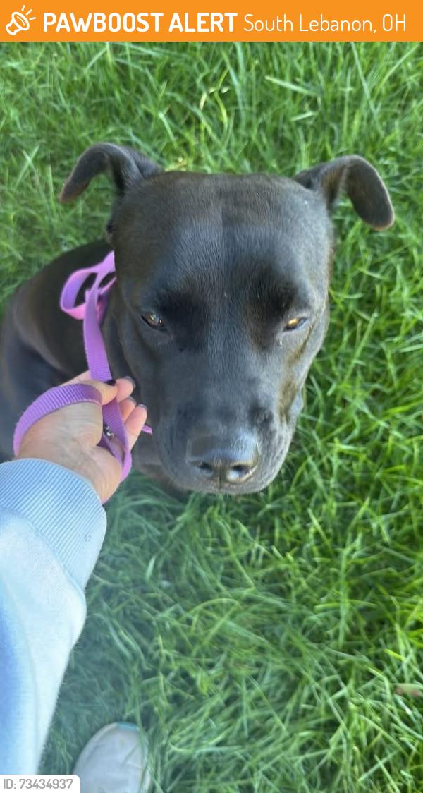 Found/Stray Female Dog last seen Near shepherds way, South Lebanon, OH 45065