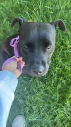 Found/Stray Female Dog last seen Near shepherds way, South Lebanon, OH 45065