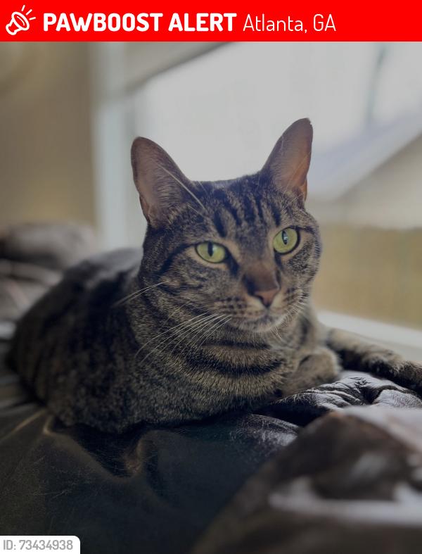 Lost Male Cat last seen Cascade and Beecher st in west end, Atlanta, GA 30310