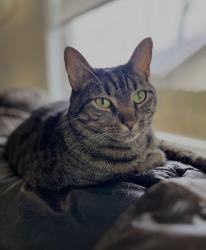 Lost Male Cat last seen Cascade and Beecher st in west end, Atlanta, GA 30310