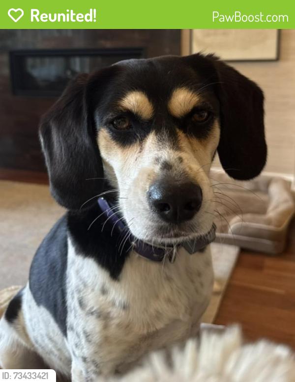 Reunited Female Dog last seen Yellow Gate Lane and Dover Road, Goochland County, VA 23103