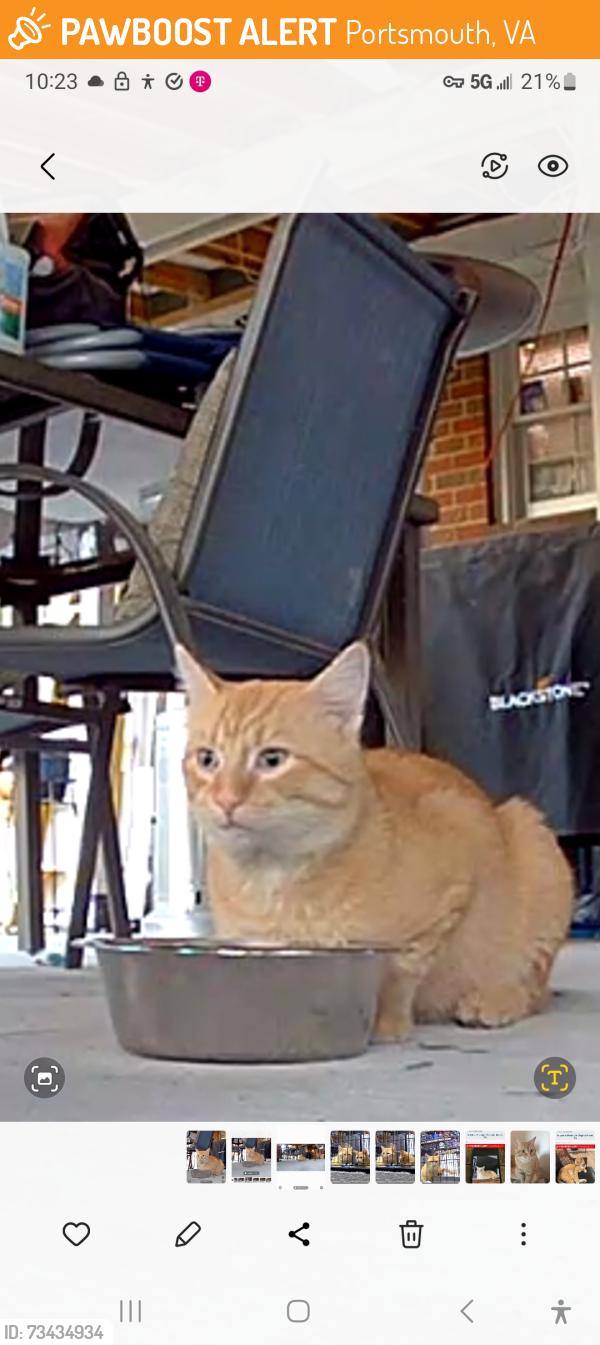 Found/Stray Male Cat last seen Brookmere Lane and Heather Rd, Portsmouth, VA 23703