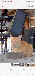 Found/Stray Male Cat last seen Brookmere Lane and Heather Rd, Portsmouth, VA 23703