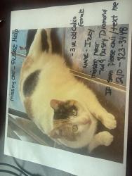 Lost Female Cat last seen Babcock and hausman, San Antonio, TX 78249