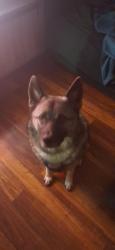 Lost Male Dog last seen 61st and Seneca, Park City, KS 67219