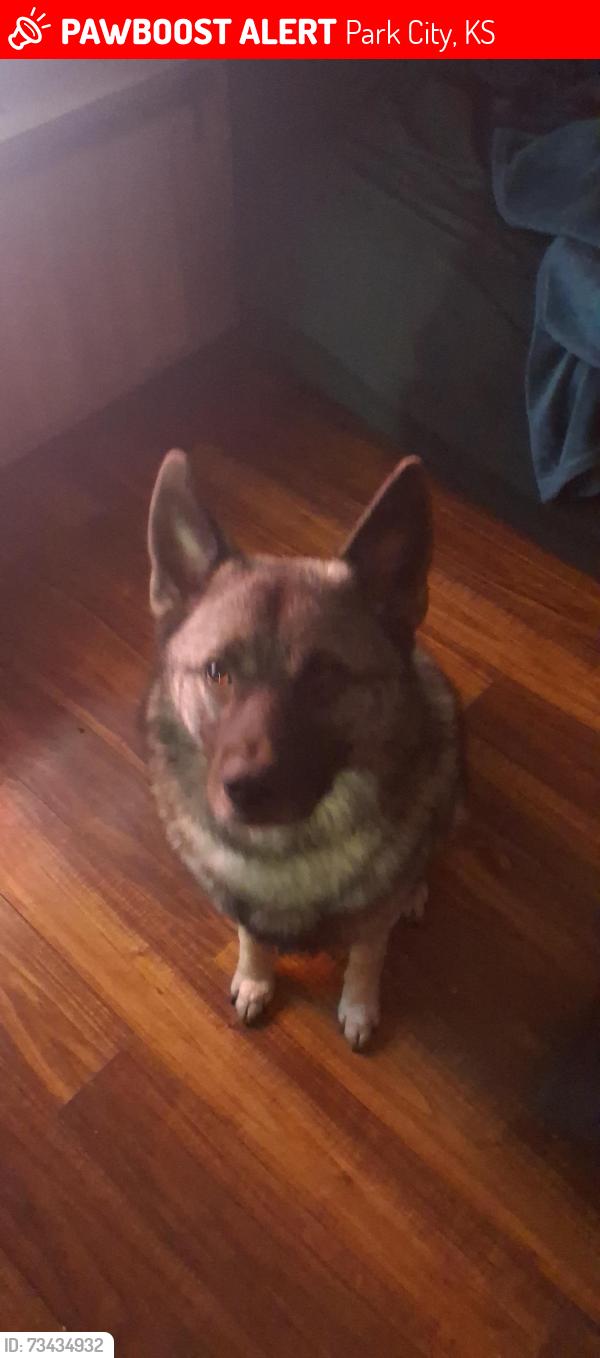 Lost Male Dog last seen 61st and Seneca, Park City, KS 67219