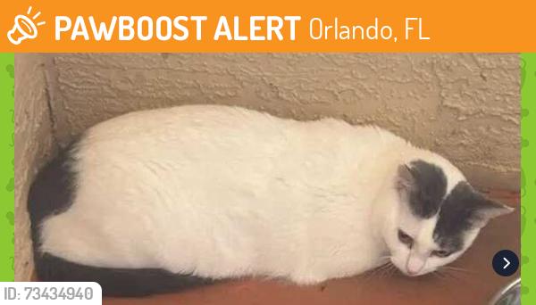 Found/Stray Unknown Cat last seen Apopka Vineland, 32819, Orlando, FL 32819