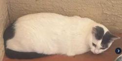 Found/Stray Unknown Cat last seen Apopka Vineland, 32819, Orlando, FL 32819