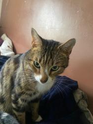 Lost Male Cat last seen Bottom End of Worrall Road, High Green, England 