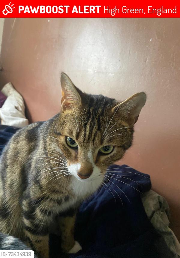 Lost Male Cat last seen Bottom End of Worrall Road, High Green, England 