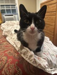 Found/Stray Unknown Cat last seen Extra supermarket, West New York, NJ 07093