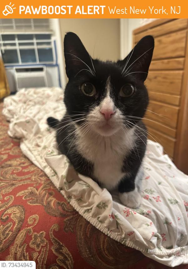 Found/Stray Unknown Cat last seen Extra supermarket, West New York, NJ 07093