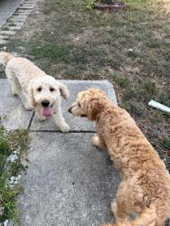 Found/Stray Male Dog last seen Shavano court, San Antonio, TX 78230