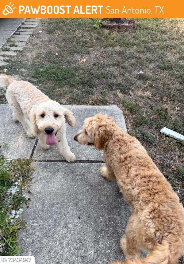 Found/Stray Male Dog last seen Shavano court, San Antonio, TX 78230