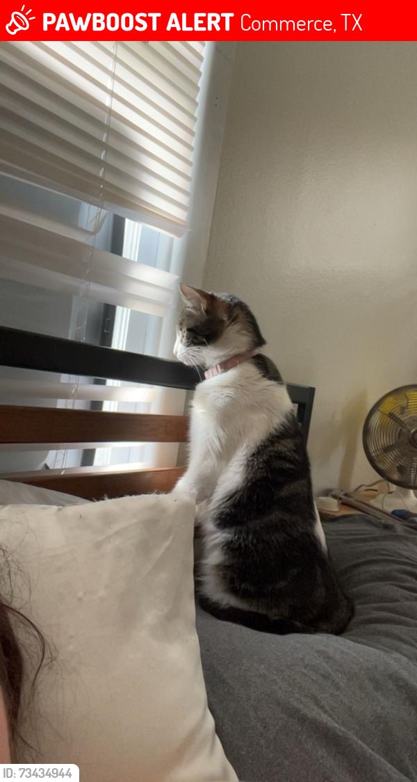 Lost Female Cat last seen magnum and maple, main is park and maple, Commerce, TX 75428