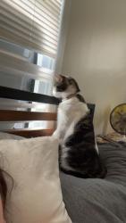 Lost Female Cat last seen magnum and maple, main is park and maple, Commerce, TX 75428