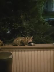 Found/Stray Unknown Cat last seen 10th and Liberty, Erie, PA 16502
