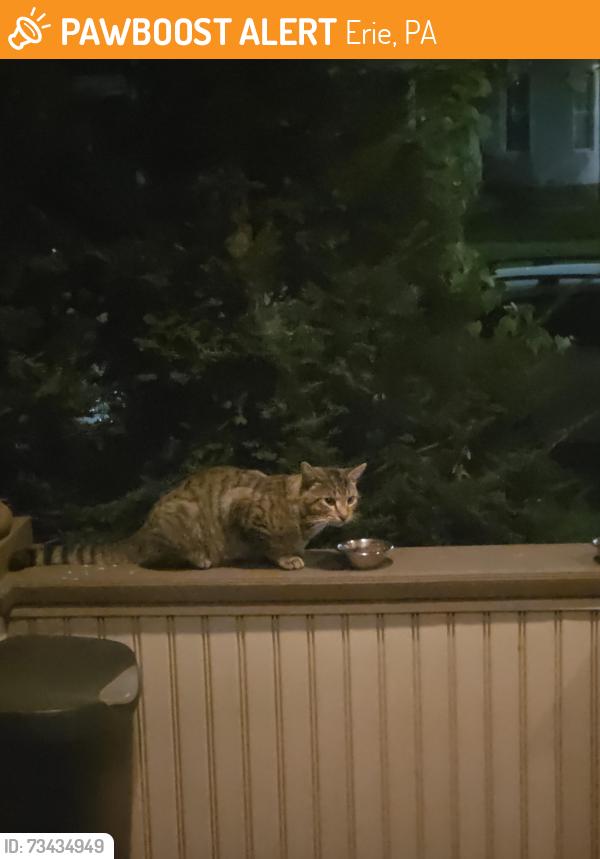 Found/Stray Unknown Cat last seen 10th and Liberty, Erie, PA 16502