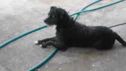 Lost Male Dog last seen Seffner and society, Holiday, FL 34691