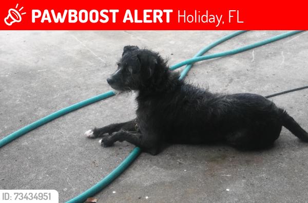 Lost Male Dog last seen Seffner and society, Holiday, FL 34691