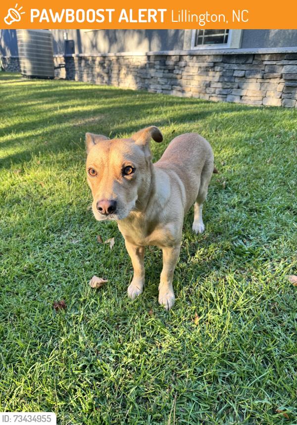 Found/Stray Male Dog last seen Darroch Road & Powell Farm Road (came into our yard), Lillington, NC 27546