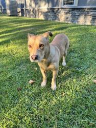 Found/Stray Male Dog last seen Darroch Road & Powell Farm Road (came into our yard), Lillington, NC 27546