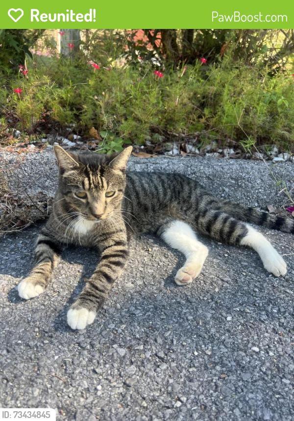 Reunited Male Cat last seen Gann store rd, Chattanooga, TN 37343